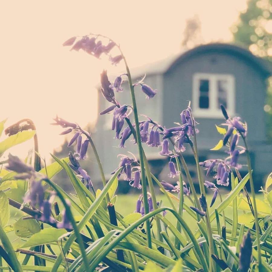 Skylark Shepherds Hut Royal Tunbridge Wells Bagian luar foto